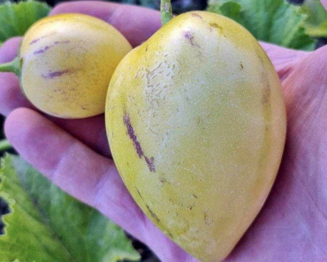 Doktorun bahçesindeki inanılmaz sır ortaya çıktı! 3